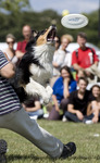 Dog Chow Disc Cup 3 Dog Chow Disc Cup 3.jpg