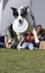 DOGFRISBEE Uwaga na latające psy!