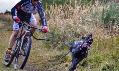 Bikejoring, czyli decydują siła w łapach i psychiczna więź