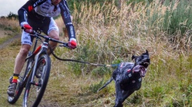 Bikejoring, czyli decydują siła w łapach i psychiczna więź LIFESTYLE, Sport - O tym sporcie mało kto w Polsce słyszał, tymczasem nasz rodak Igor Tracz jest najbardziej utytułowanym zawodnikiem świata w tej dyscyplinie.